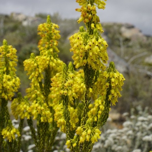 Erica parilis